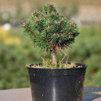 Сосна горная  Сан Себастьян