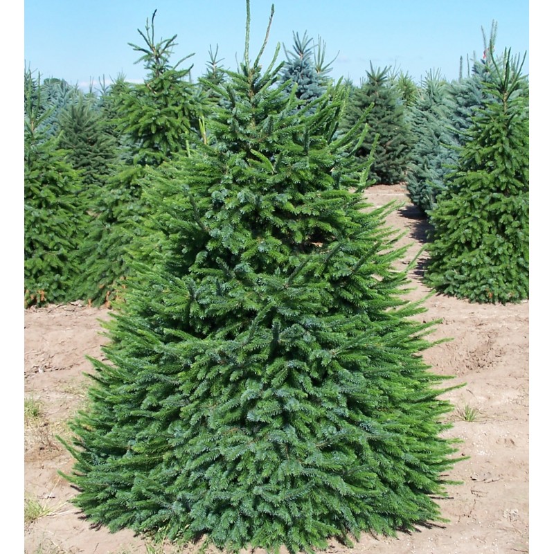 Ель   Сербская