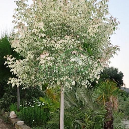 Клен ясенелистный Фламинго на штамбе