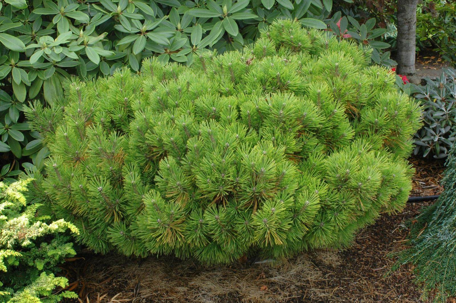 Сосна густоцветковая Джейн Клуис