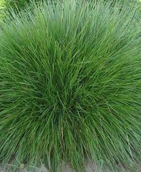 Осока Дэвела