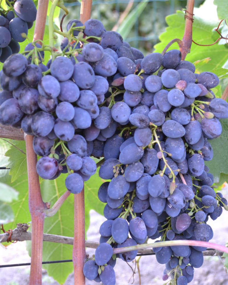 Виноград Кодрянка