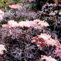 Бузина черная Эва