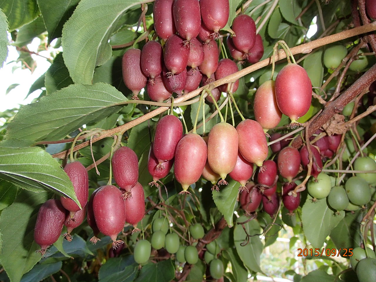 Актинидия Аргута Пурпурная Садовая