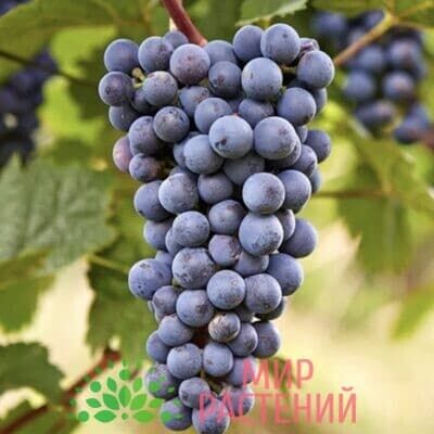 Виноград Зилга