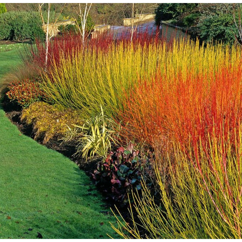 Дерен отпрысковый Флавирамеа