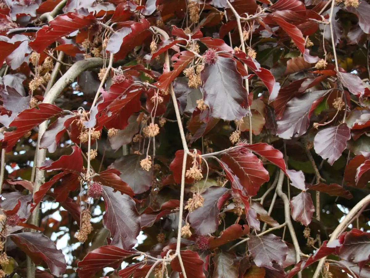 Бук пурпуреа Пендула