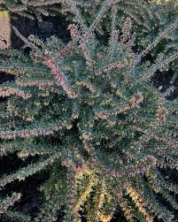 Эрика "Альпийский вереск" (зимующая)  Атрорубра