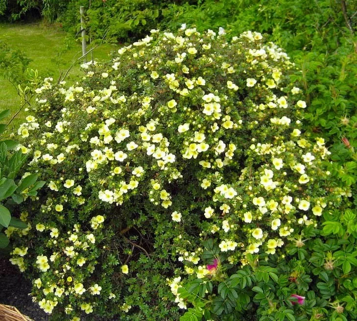 Лапчатка Примроуз Бьюти