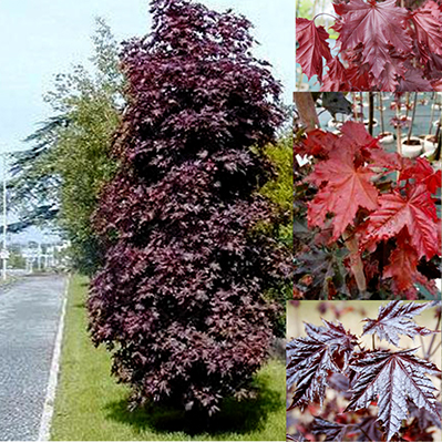 Клен остролистный Кримсон сентри