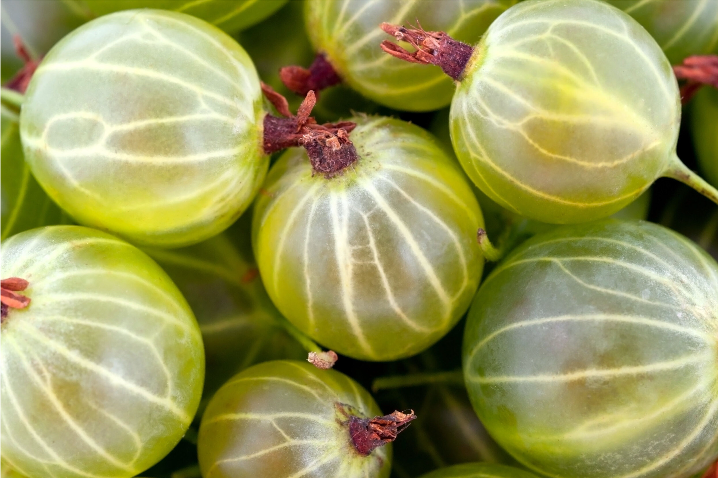 Крыжовник на штамбе