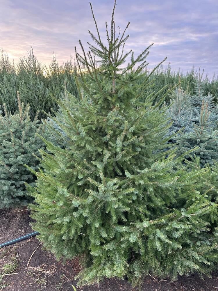 Ель   Сербская