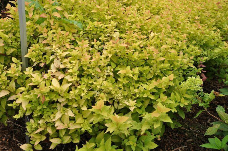 Спирея японская Канделайт