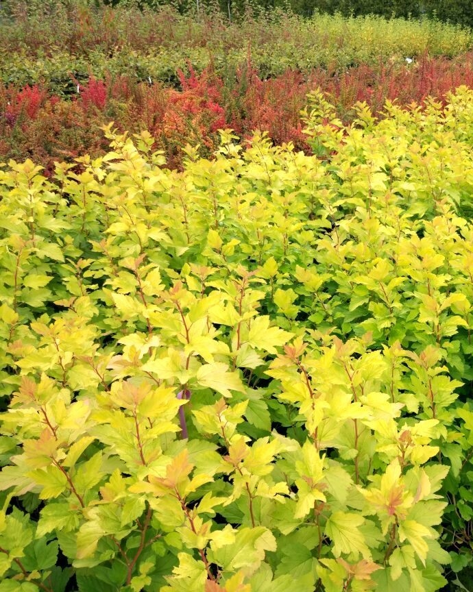 Пузыреплодний калинолистный Наггет (Physocarpus opulifolius Nugget)