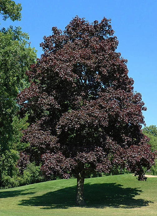Клен остролистный Кримсон сентри