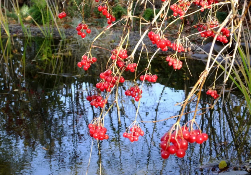 Калина Саржента Онондага