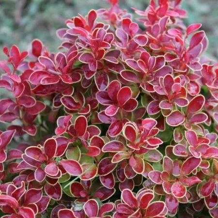 Барабрис тунберга  Адмирейшн