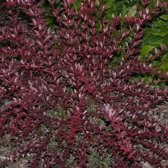 Барбарис  тунберга Рэд Чиф