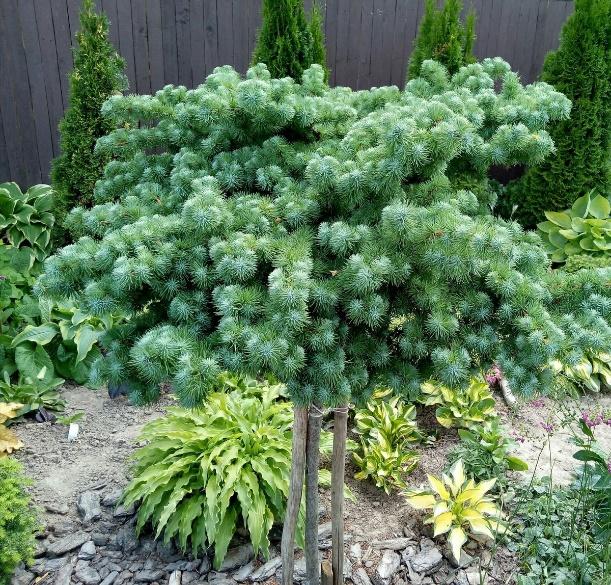 Лиственница японская Блю Дварф на штамбе C10