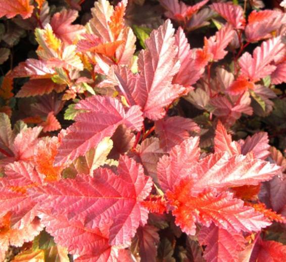 Пузыреплодник  Литл Энжел