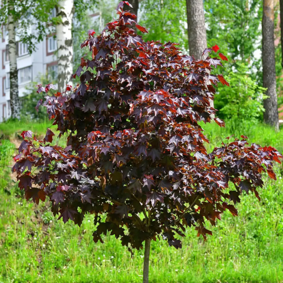 Клен Роял Рэд на штамбе