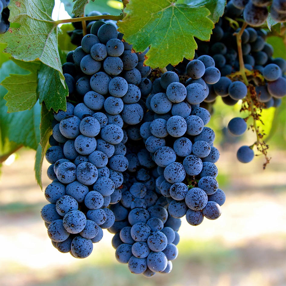 Виноград Зилга