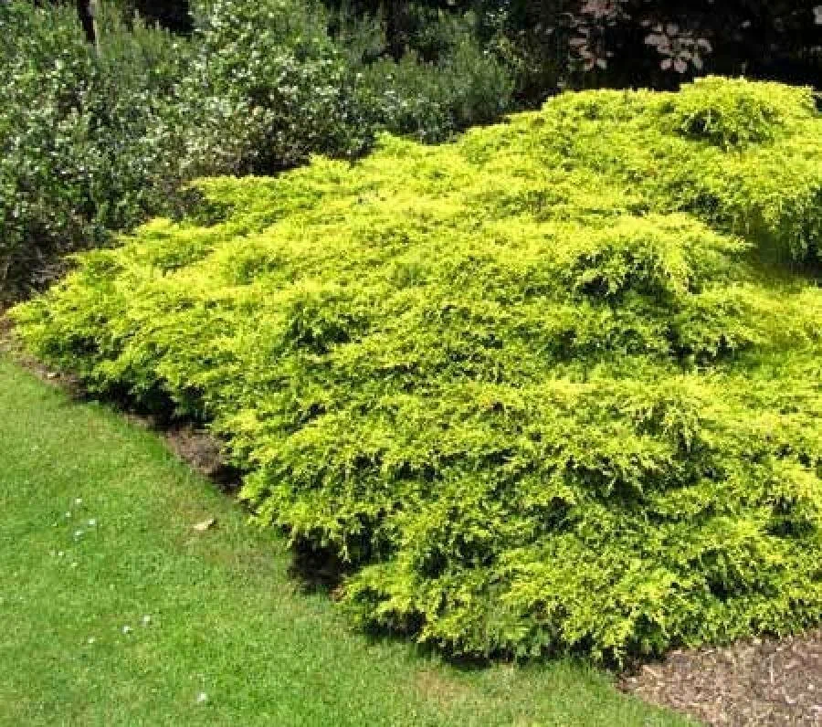 Можжевельник средний Голд Кост