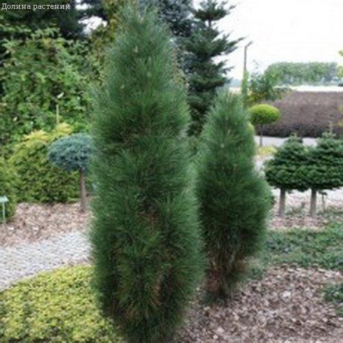 Сосна черная Пирамидалис