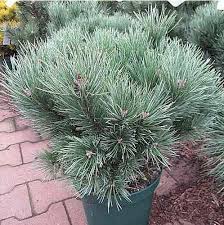 Сосна обыкновенная "Мартам"