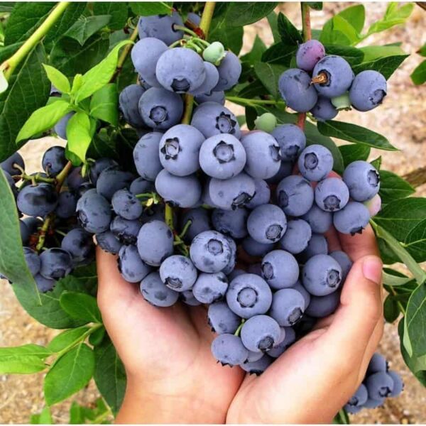 Голубика высокорослая Дюк