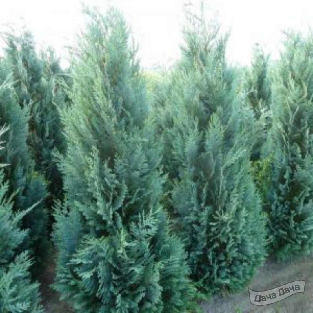 Кипарисовик лавсона Алюми