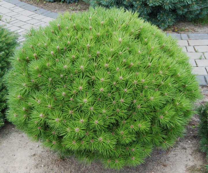 Сосна черная Глобоза