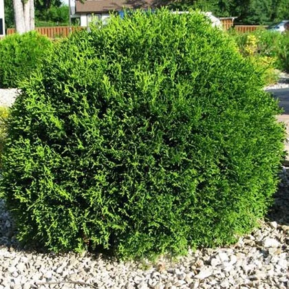 Туя западная Литл гиант