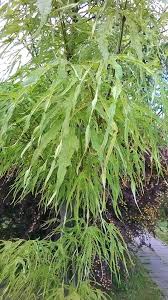 Клен остролистный Палдийский