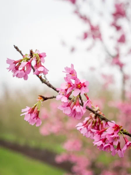 Вишня вырезанная Пиан на штамбе Prunus incisa 'Paean'