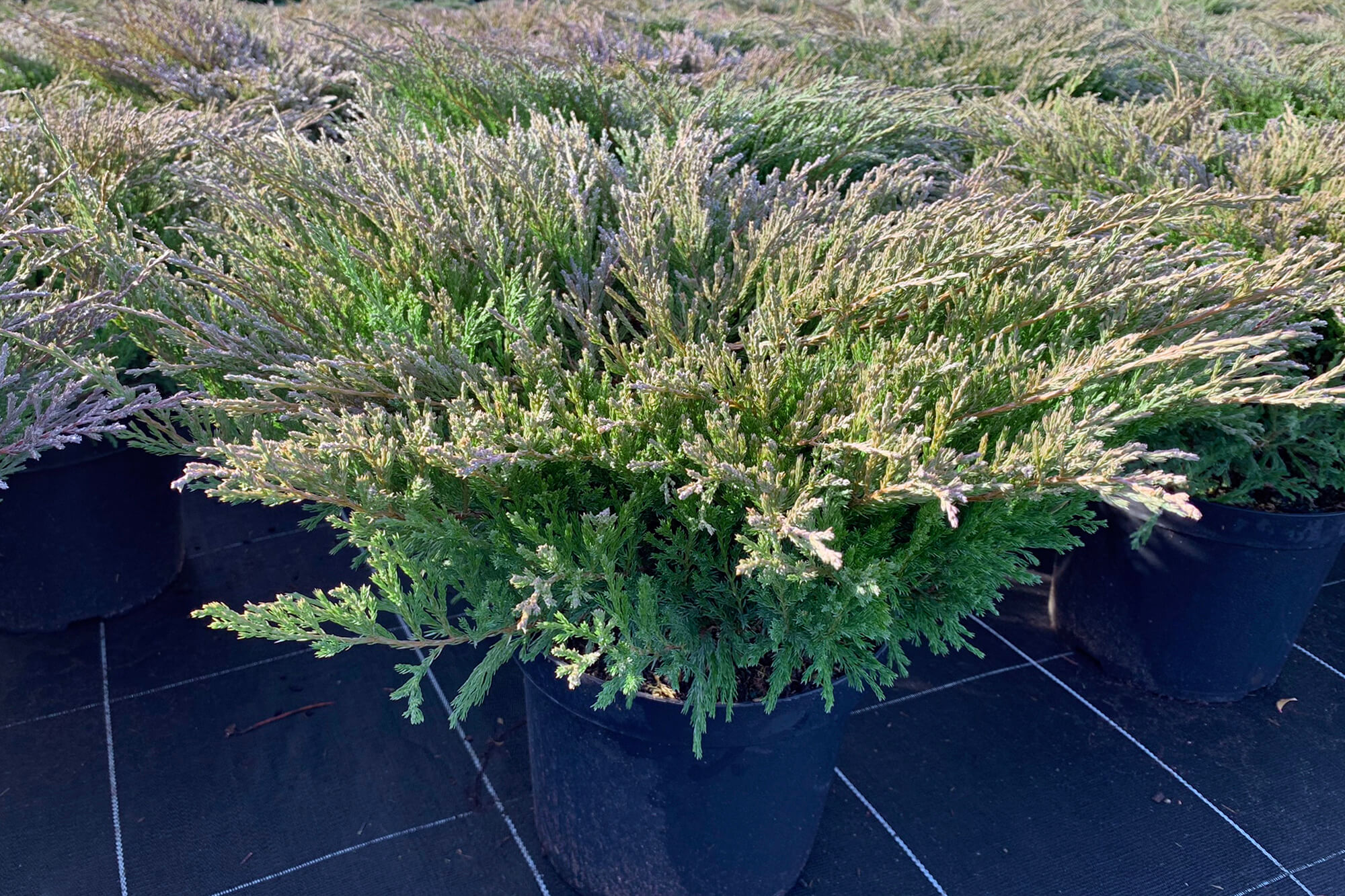 Можжевельник Андора Компакта