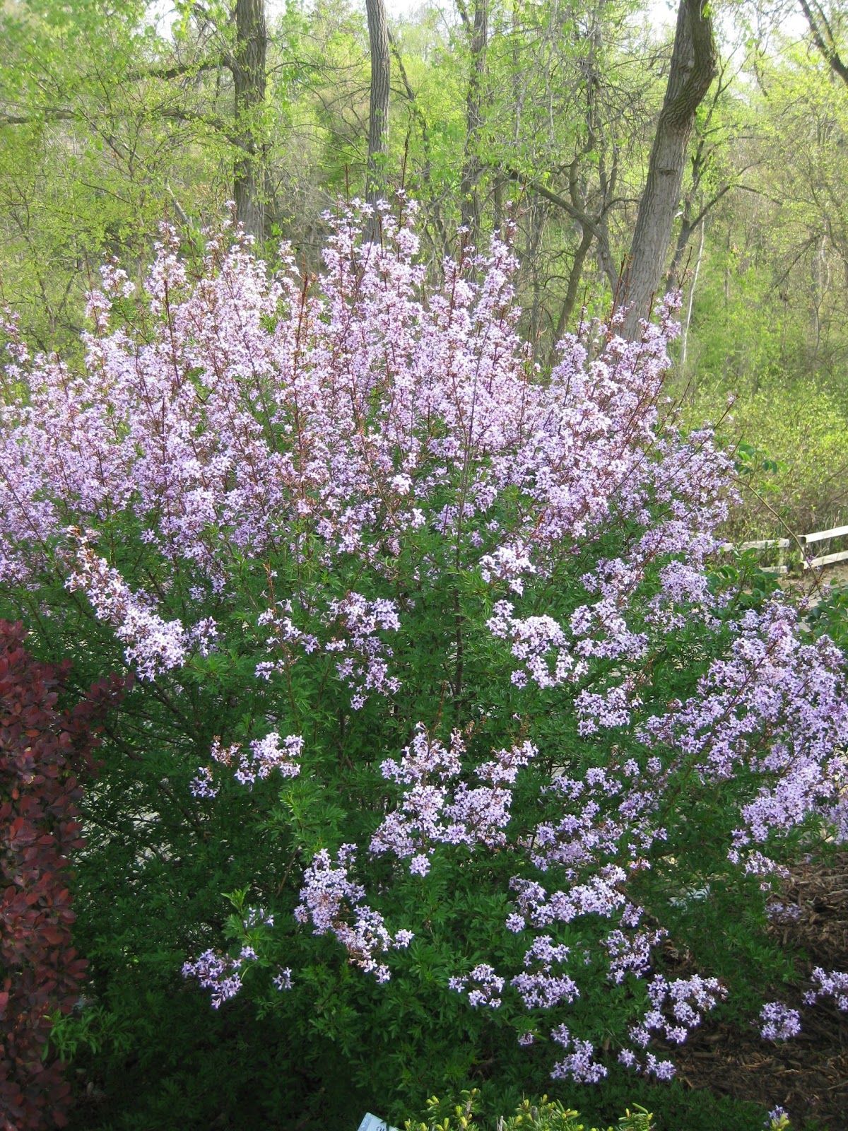 Сирень афганская Хорт