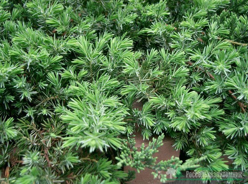 Можжевельник прибрежный Блю пасфик