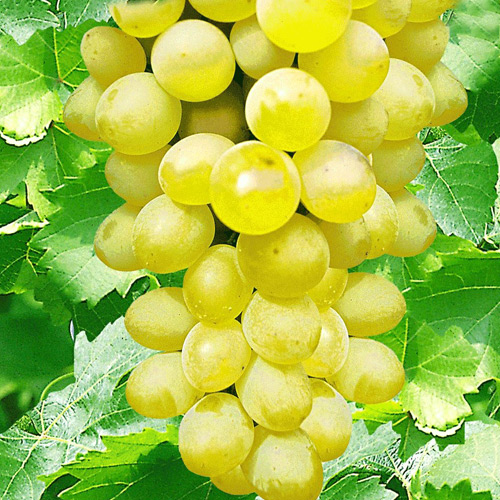 Виноград Нельсон