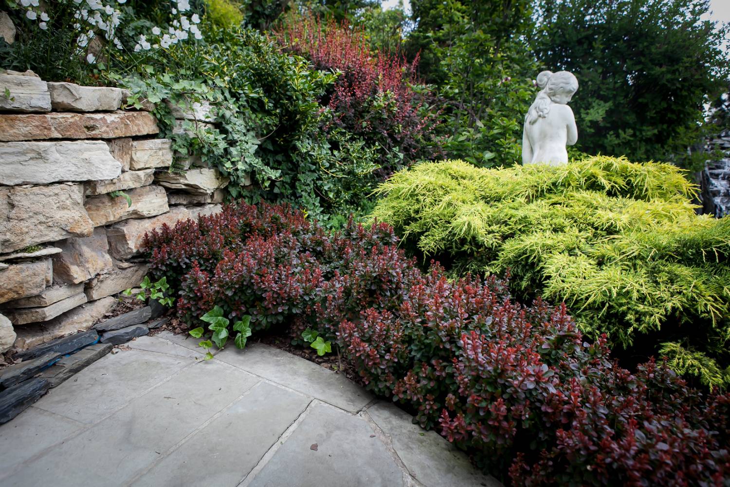 Барбарис Тунберга  Богатель