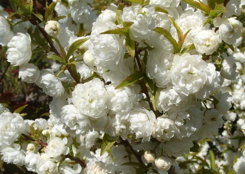 Вишня желистая Альба плена  на штамбе