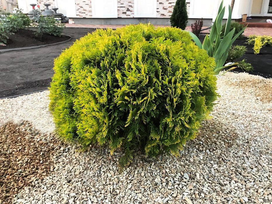 Туя западная Мириам 