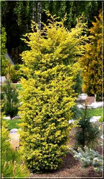 Можжевельник обыкновенный “Суецика Ауреа” (Suecica Aurea)