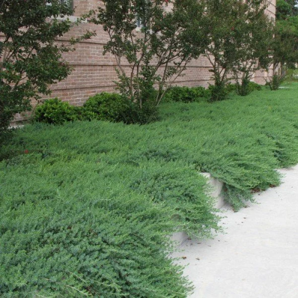 Можжевельник прибрежный Блю пасфик