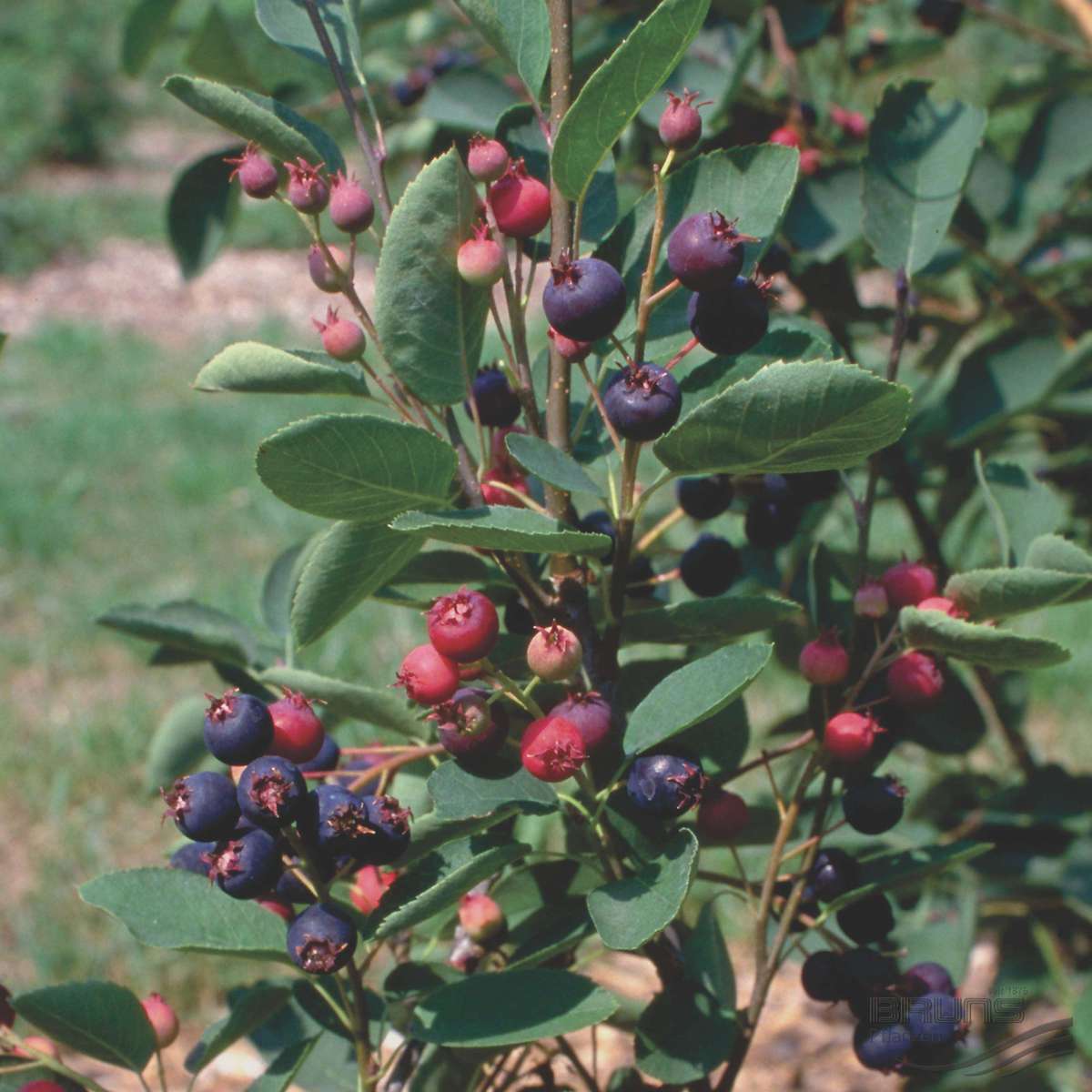 Ирга Колосистая