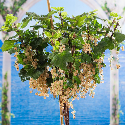 Смородина на штамбе 