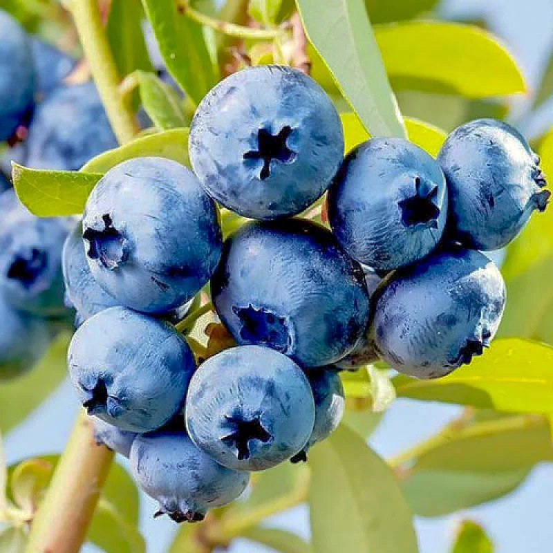 Голубика Элизабет 