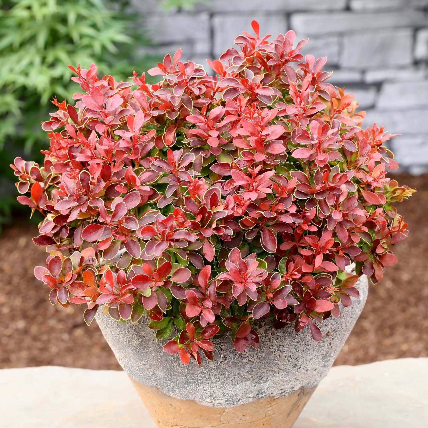 Барабрис тунберга  Адмирейшн