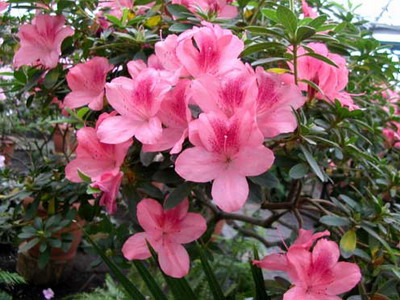 Азалия японская Рубинетта