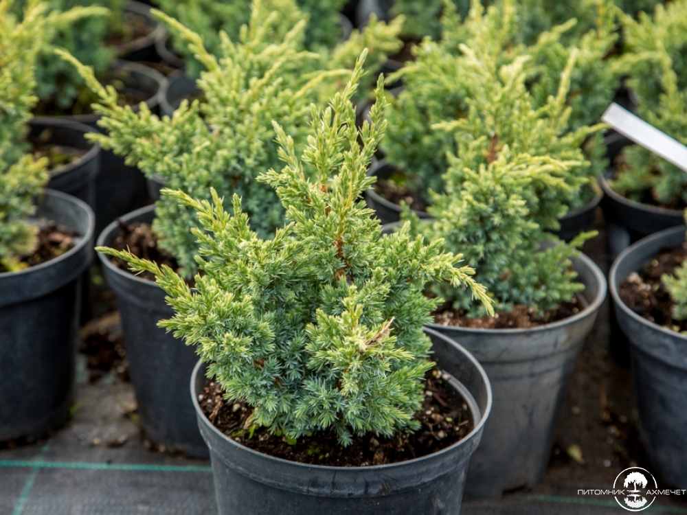 Можжевельник Блю Компакт
